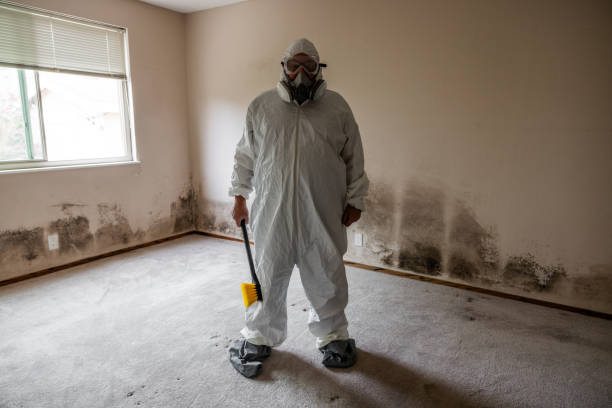 Environmental Consulting for Mold Prevention in Mill Creek East, WA